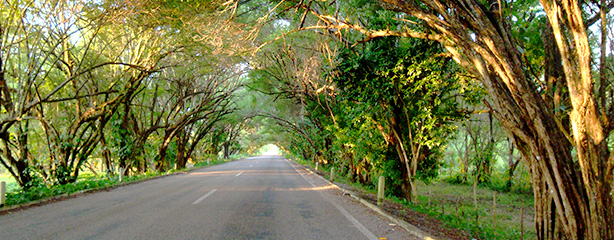 614x240px-jalapa.jpg