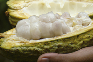 cacao-1.jpg