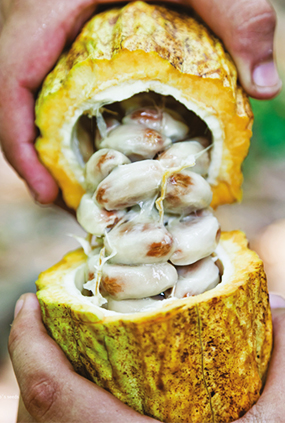 Ruta turística cacao