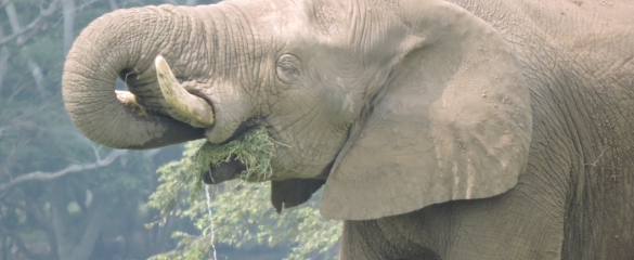 En el Yumka' se encuentra el elefante Tombo, que tiene 26 años