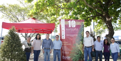 Acopio de pinos