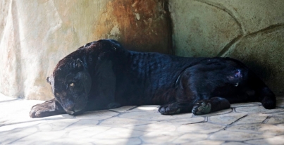 jaguar