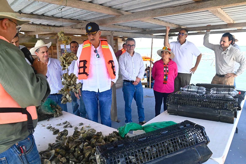 BOLETÍN 2093 EJECUTIVO SUPERVISA CARLOS MERINO ACCIONES DE RESCATE DEL SECTOR OSTRÍCOLA DE TABASCO  (11).jpg